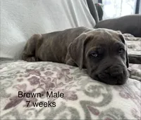 Brown, a male Cane Corso for sale in Elkhart, IN – Photo 9 of 10