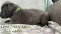 Light Green , a male Cane Corso for sale in Elkhart, IN – Photo 3 of 10