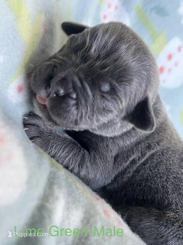 Lime Green , a male Cane Corso for sale in Elkhart, IN – Photo 1 of 5