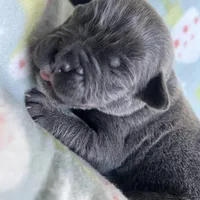 Light Green , a male Cane Corso for sale in Elkhart, IN – Photo 6 of 10
