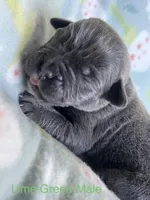 Lime Green , a male Cane Corso for sale in Elkhart, IN – Photo 1 of 5