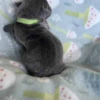 Light Green , a male Cane Corso for sale in Elkhart, IN – Photo 8 of 10