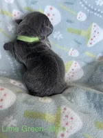 Lime Green , a male Cane Corso for sale in Elkhart, IN – Photo 3 of 5