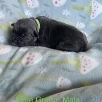 Light Green , a male Cane Corso for sale in Elkhart, IN – Photo 7 of 10