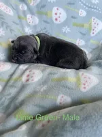 Lime Green , a male Cane Corso for sale in Elkhart, IN – Photo 2 of 5