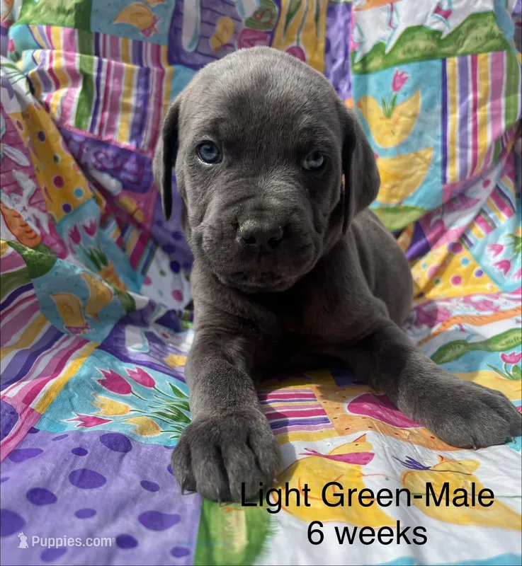 Light Green  – Cane Corso puppy for sale in Elkhart, IN