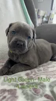 Light Green , a male Cane Corso for sale in Elkhart, IN – Photo 2 of 10
