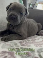 Light Green , a male Cane Corso for sale in Elkhart, IN – Photo 1 of 10
