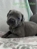 Light Green , a male Cane Corso for sale in Elkhart, IN – Photo 4 of 10
