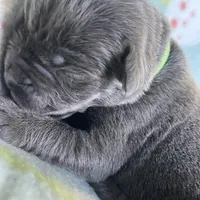 Light Green , a male Cane Corso for sale in Elkhart, IN – Photo 9 of 10