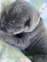 Lime Green , a male Cane Corso for sale in Elkhart, IN – Photo 4 of 5