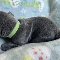 Light Green , a male Cane Corso for sale in Elkhart, IN – Photo 10 of 10