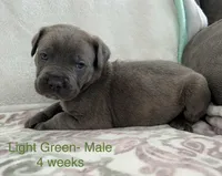 Light Green , a male Cane Corso for sale in Elkhart, IN – Photo 5 of 10