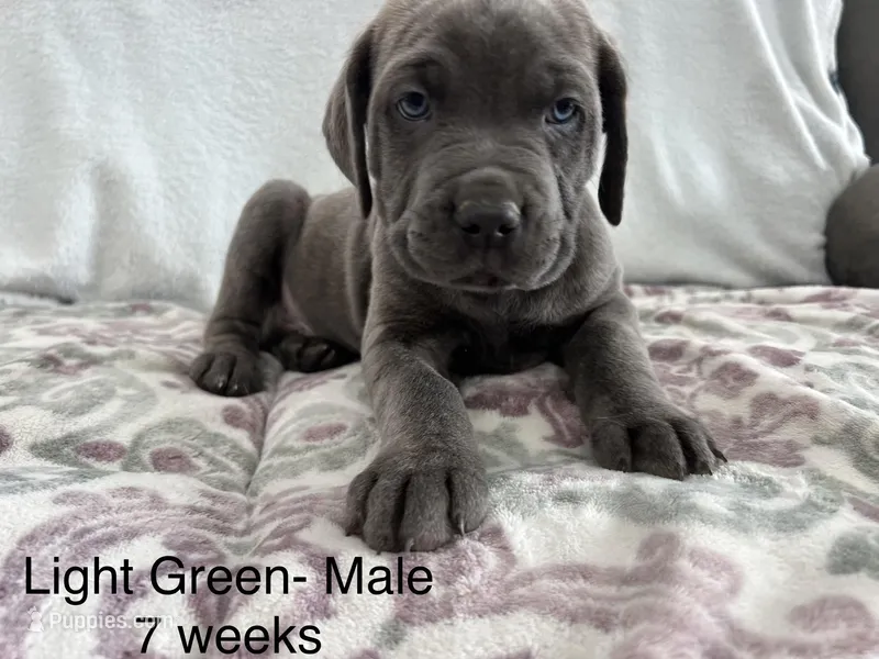 Light Green  – Cane Corso puppy for sale in Elkhart, IN