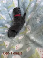 Red Collar, a female Cane Corso for sale in Elkhart, IN – Photo 3 of 4