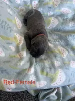 Red Collar, a female Cane Corso for sale in Elkhart, IN – Photo 2 of 4