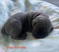 Red Collar, a female Cane Corso for sale in Elkhart, IN – Photo 4 of 4
