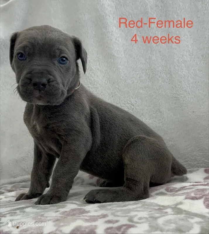 Red Collar – Cane Corso puppy for sale in Elkhart, IN