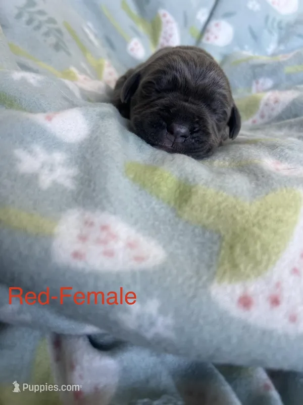Red Collar, a female Cane Corso for sale in Elkhart, IN – Photo 1 of 4