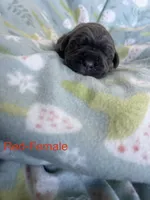 Red Collar, a female Cane Corso for sale in Elkhart, IN – Photo 1 of 4