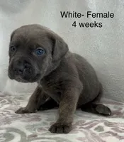 White collar, a female Cane Corso for sale in Elkhart, IN – Photo 6 of 10