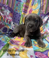 White collar, a female Cane Corso for sale in Elkhart, IN – Photo 3 of 8