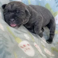 White collar, a female Cane Corso for sale in Elkhart, IN – Photo 8 of 10