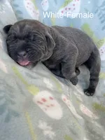 White collar, a female Cane Corso for sale in Elkhart, IN – Photo 2 of 4