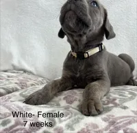 White collar, a female Cane Corso for sale in Elkhart, IN – Photo 8 of 8