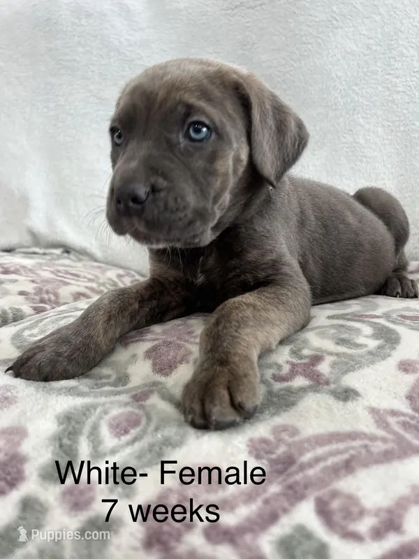 White collar – Cane Corso puppy for sale in Elkhart, IN