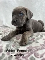 White collar, a female Cane Corso for sale in Elkhart, IN – Photo 1 of 8