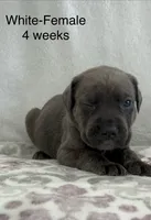 White collar, a female Cane Corso for sale in Elkhart, IN – Photo 4 of 10