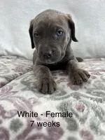 White collar, a female Cane Corso for sale in Elkhart, IN – Photo 4 of 8