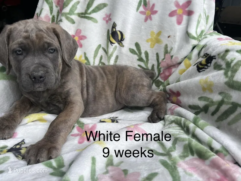 White collar – Cane Corso puppy for sale in Elkhart, IN