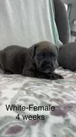White collar, a female Cane Corso for sale in Elkhart, IN – Photo 5 of 10