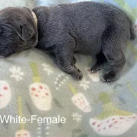 White collar, a female Cane Corso for sale in Elkhart, IN – Photo 9 of 10