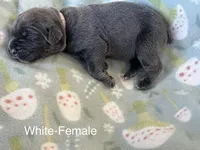 White collar, a female Cane Corso for sale in Elkhart, IN – Photo 3 of 4