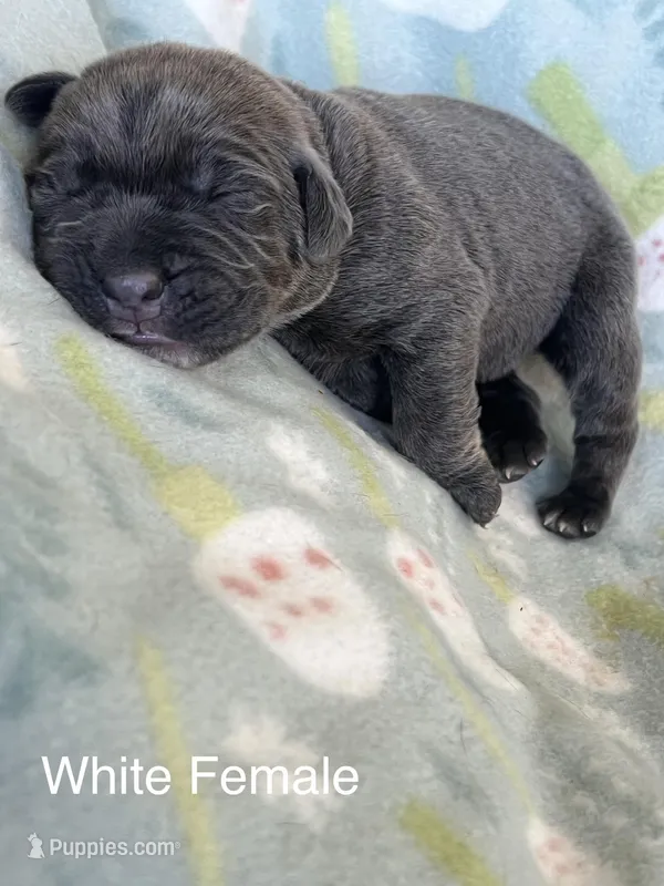 White collar, a female Cane Corso for sale in Elkhart, IN – Photo 1 of 4