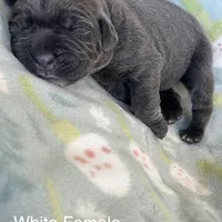 White collar, a female Cane Corso for sale in Elkhart, IN – Photo 7 of 10