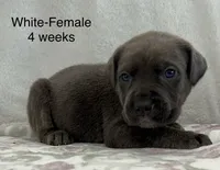 White collar, a female Cane Corso for sale in Elkhart, IN – Photo 2 of 10