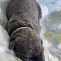 White collar, a female Cane Corso for sale in Elkhart, IN – Photo 10 of 10