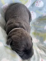 White collar, a female Cane Corso for sale in Elkhart, IN – Photo 4 of 4