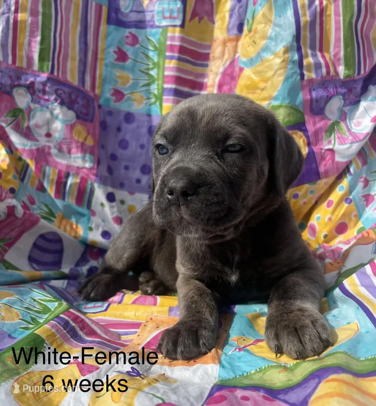 White collar – Cane Corso puppy for sale in Elkhart, IN