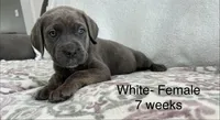 White collar, a female Cane Corso for sale in Elkhart, IN – Photo 7 of 8