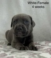 White collar, a female Cane Corso for sale in Elkhart, IN – Photo 3 of 10