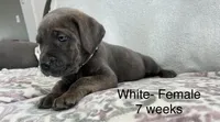 White collar, a female Cane Corso for sale in Elkhart, IN – Photo 6 of 8