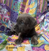 White collar, a female Cane Corso for sale in Elkhart, IN – Photo 2 of 8