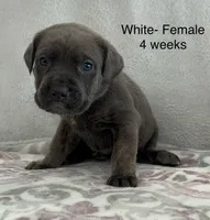 White collar, a female Cane Corso for sale in Elkhart, IN – Photo 1 of 10