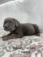 White collar, a female Cane Corso for sale in Elkhart, IN – Photo 5 of 8