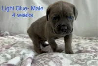 Light Blue , a male Cane Corso for sale in Elkhart, IN – Photo 4 of 5